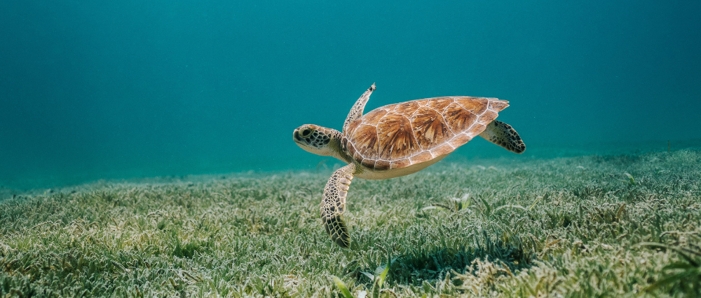 Turtles and Stingrays in the caribbean