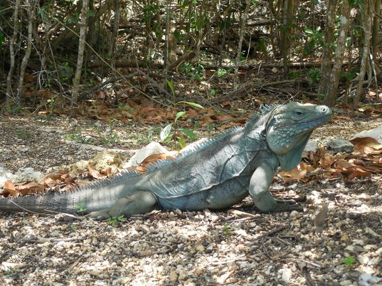 Blue Iguana