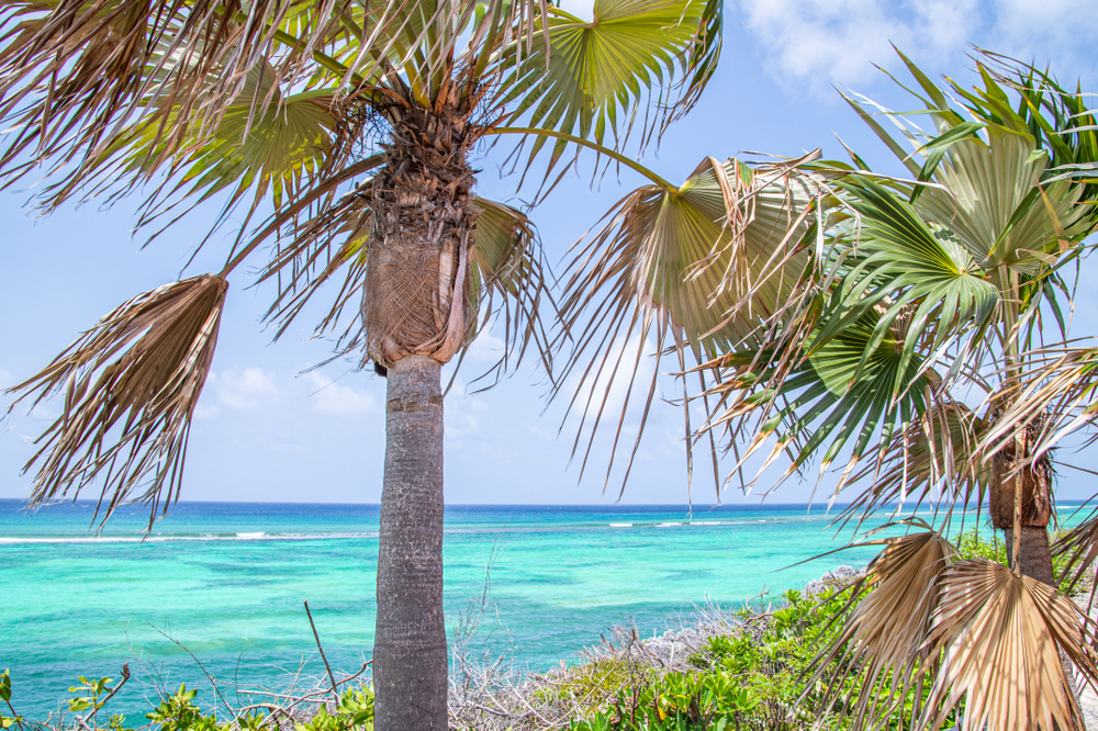 Cayman Enterprise City East End Silver Thatch Tree