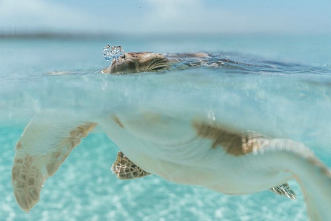 Dan Legend Photography Seven Mile Beach Turtles