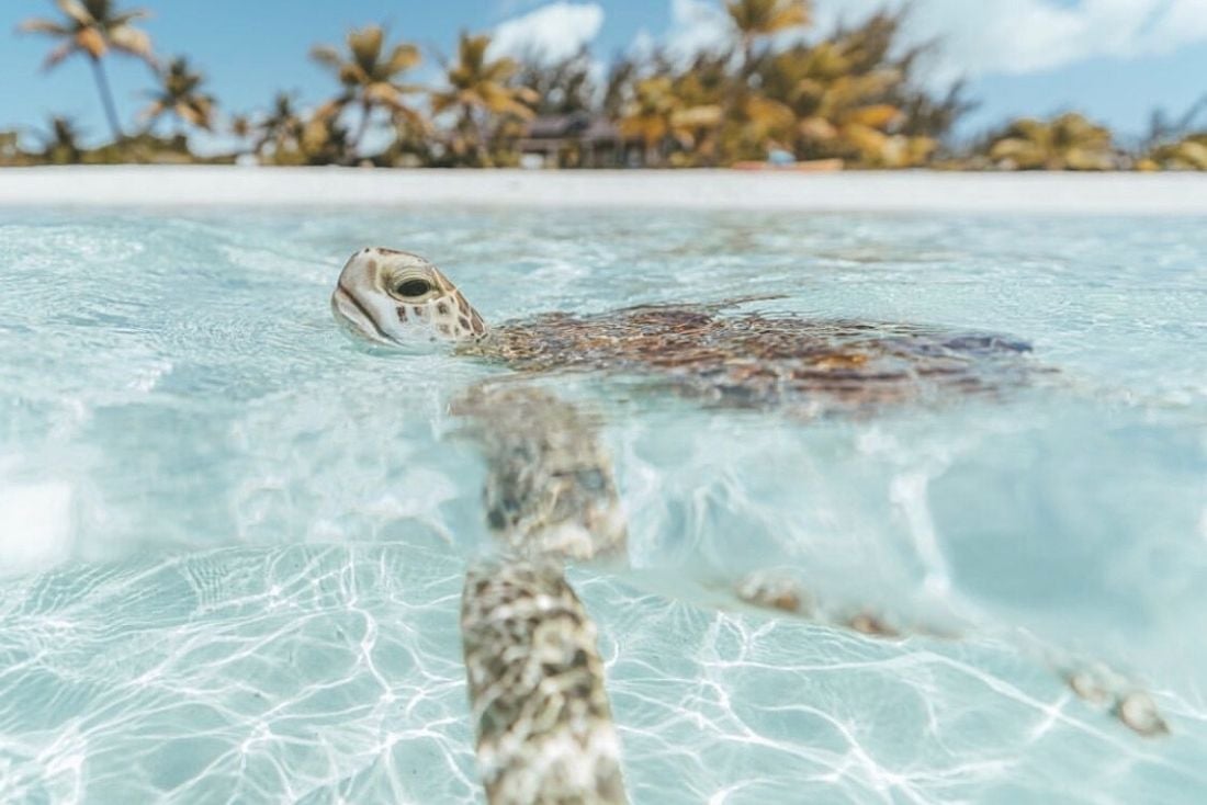 Turtle, spott beach, cayman enterprise city