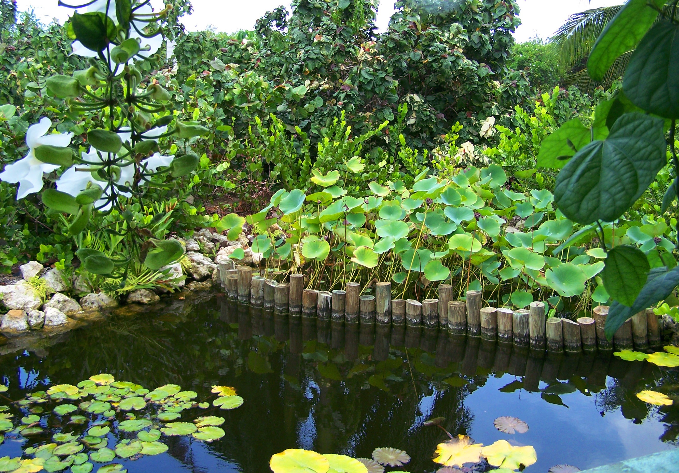 Lily Pond